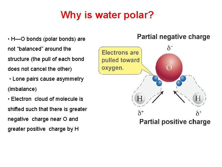 Why is water polar? • H—O bonds (polar bonds) are not “balanced” around the