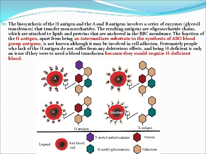  The biosynthesis of the H antigen and the A and B antigens involves