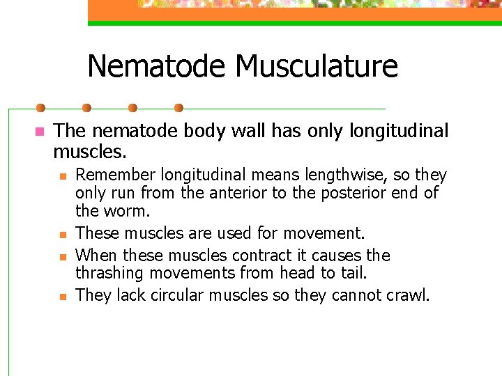 Nematode Musculature n The nematode body wall has only longitudinal muscles. n n Remember