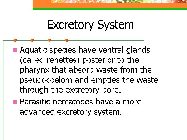 Excretory System Aquatic species have ventral glands (called renettes) posterior to the pharynx that