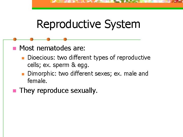 Reproductive System n Most nematodes are: n n n Dioecious: two different types of