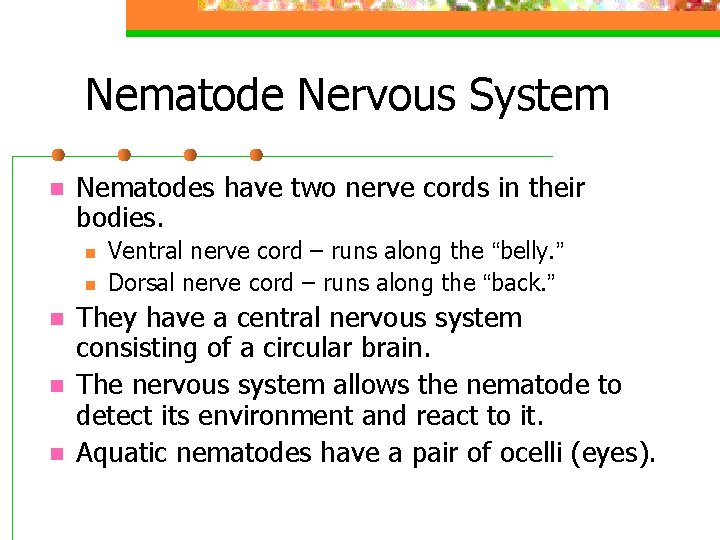 Nematode Nervous System n Nematodes have two nerve cords in their bodies. n n