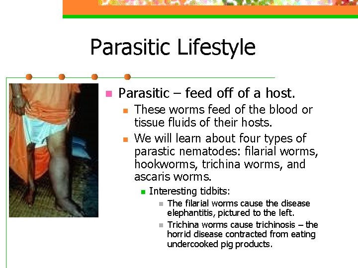Parasitic Lifestyle n Parasitic – feed off of a host. n n These worms
