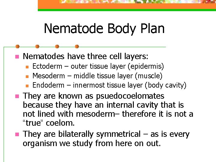 Nematode Body Plan n Nematodes have three cell layers: n n n Ectoderm –