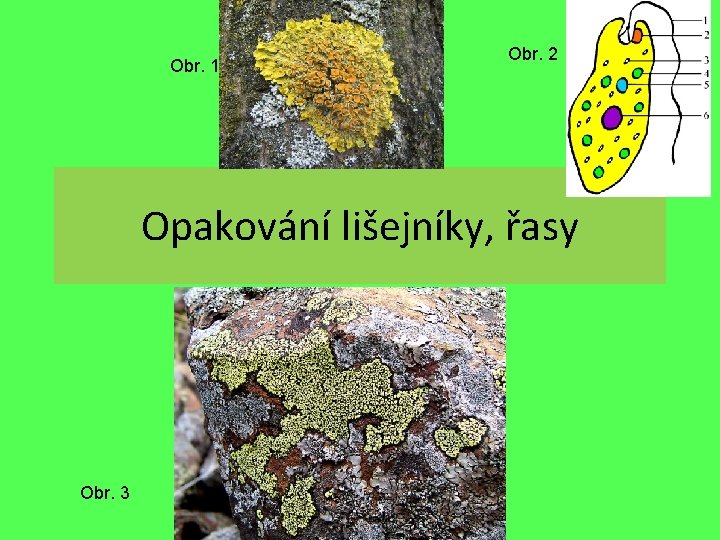 Obr. 1 Obr. 2 Opakování lišejníky, řasy Obr. 3 