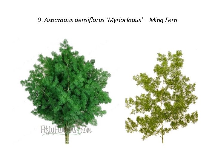 9. Asparagus densiflorus ‘Myriocladus’ – Ming Fern 