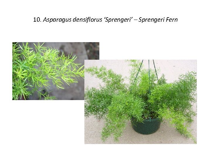 10. Asparagus densiflorus ‘Sprengeri’ – Sprengeri Fern 