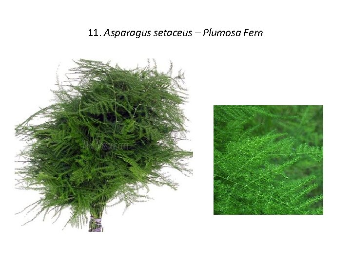 11. Asparagus setaceus – Plumosa Fern 