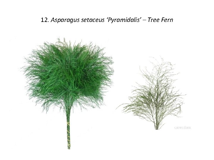 12. Asparagus setaceus ‘Pyramidalis’ – Tree Fern 