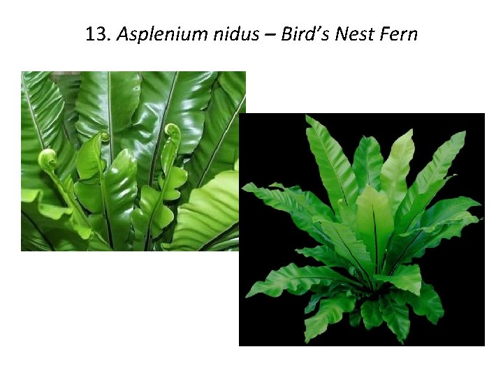 13. Asplenium nidus – Bird’s Nest Fern 