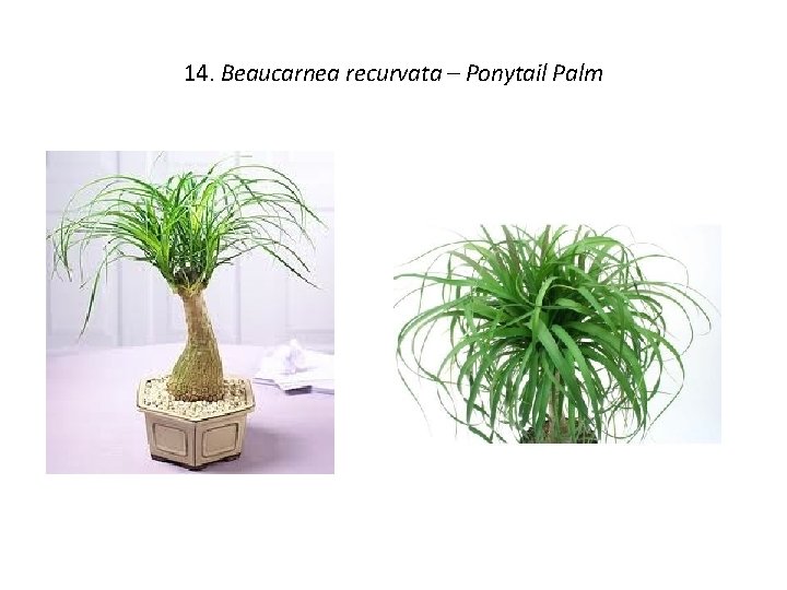 14. Beaucarnea recurvata – Ponytail Palm 