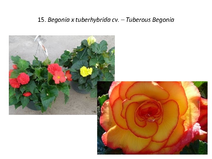 15. Begonia x tuberhybrida cv. – Tuberous Begonia 