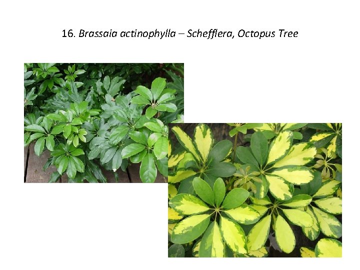 16. Brassaia actinophylla – Schefflera, Octopus Tree 