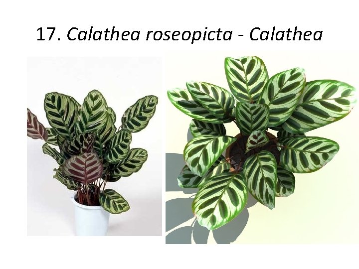 17. Calathea roseopicta - Calathea 