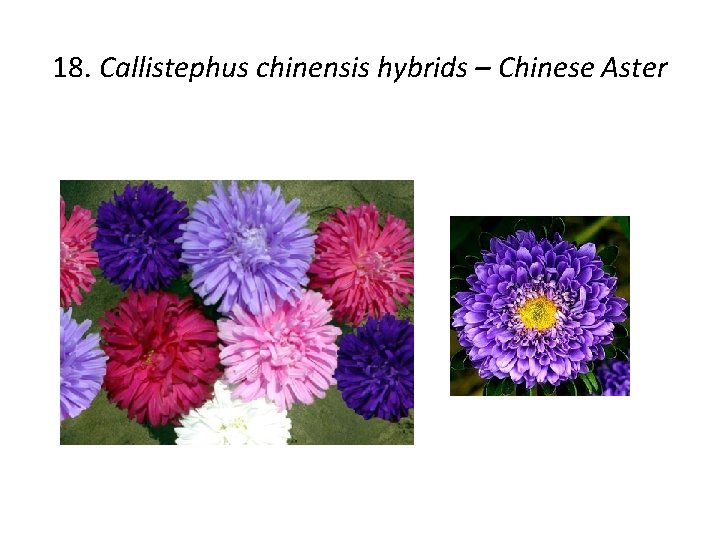 18. Callistephus chinensis hybrids – Chinese Aster 