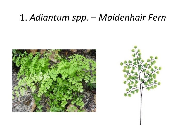 1. Adiantum spp. – Maidenhair Fern 