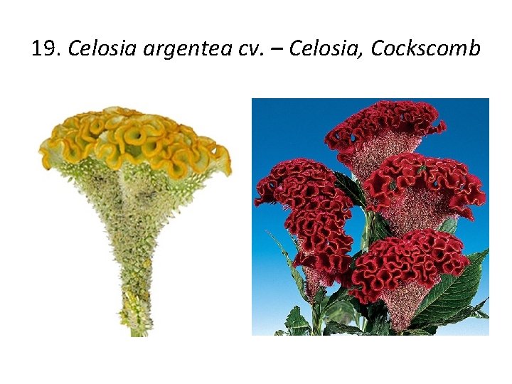 19. Celosia argentea cv. – Celosia, Cockscomb 