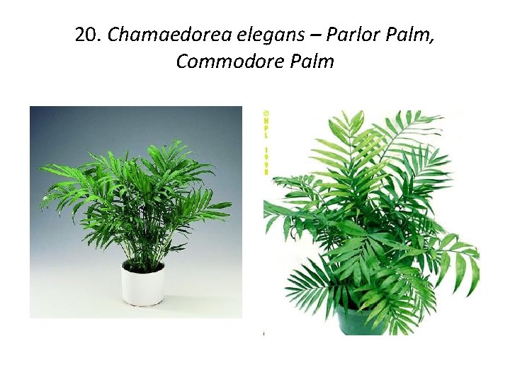 20. Chamaedorea elegans – Parlor Palm, Commodore Palm 