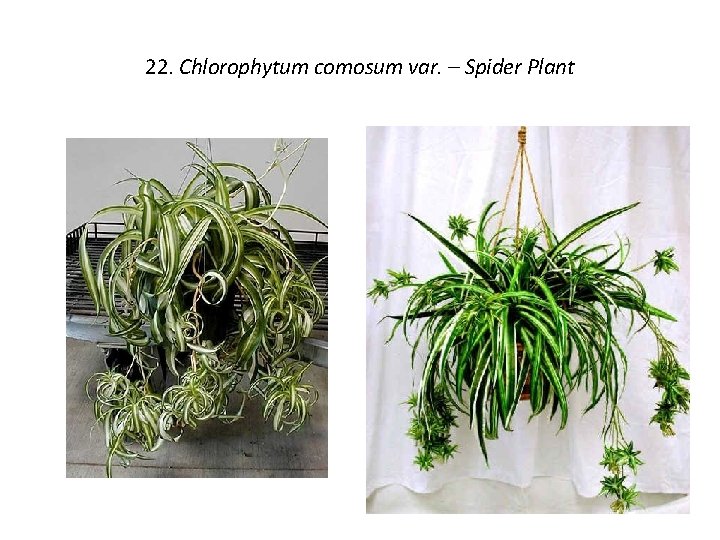 22. Chlorophytum comosum var. – Spider Plant 