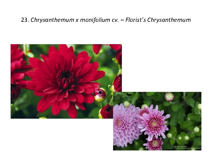 23. Chrysanthemum x monifolium cv. – Florist’s Chrysanthemum 