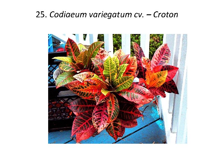 25. Codiaeum variegatum cv. – Croton 