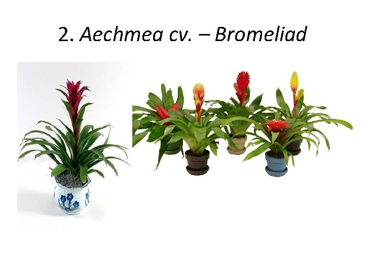 2. Aechmea cv. – Bromeliad 