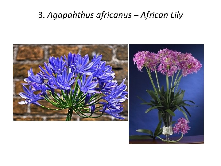 3. Agapahthus africanus – African Lily 