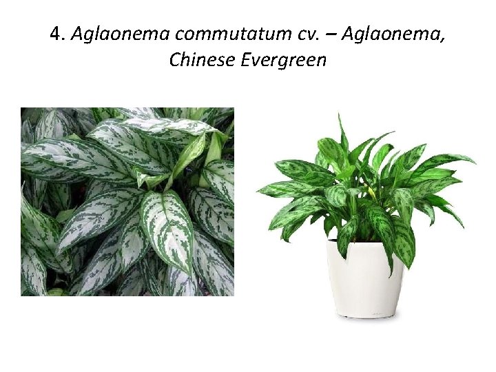 4. Aglaonema commutatum cv. – Aglaonema, Chinese Evergreen 