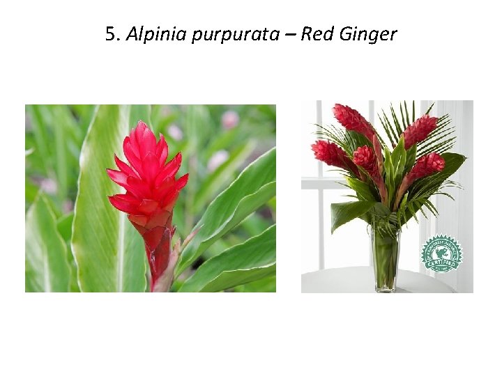 5. Alpinia purpurata – Red Ginger 