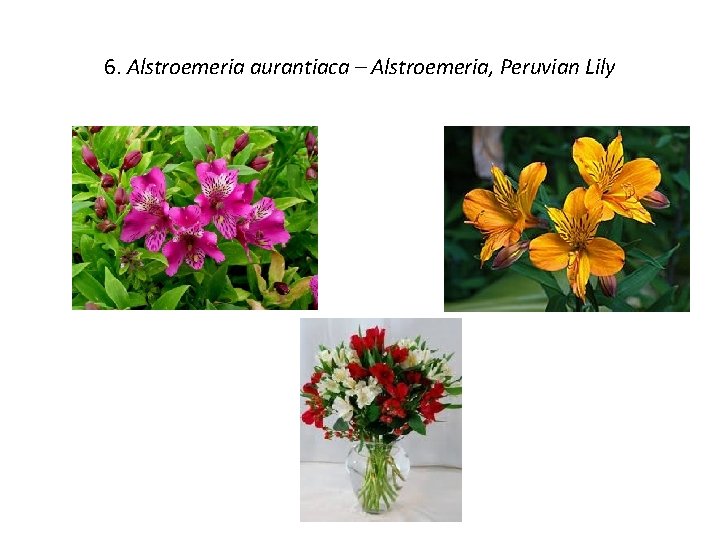 6. Alstroemeria aurantiaca – Alstroemeria, Peruvian Lily 