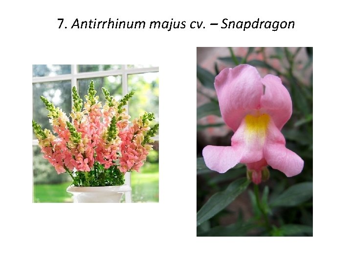 7. Antirrhinum majus cv. – Snapdragon 