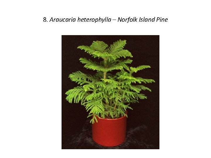 8. Araucaria heterophylla – Norfolk Island Pine 