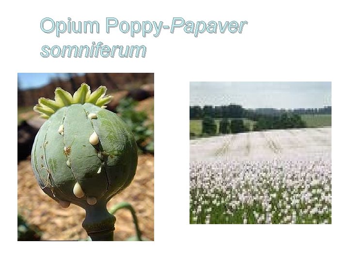 Opium Poppy-Papaver somniferum 