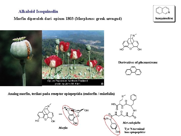 Alkaloid Isoquinolin Morfin diperoleh dari opium 1803 (Morpheus: gresk søvngud) Analog morfin, terikat pada