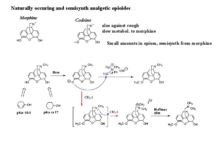 Naturally occuring and semisynth analgetic opioides Morphine Codeine also against cough slow metabol. to