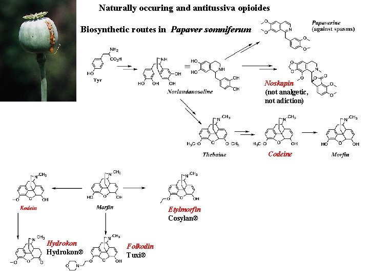 Naturally occuring and antitussiva opioides Biosynthetic routes in Papaver somniferum Noskapin (not analgetic, not