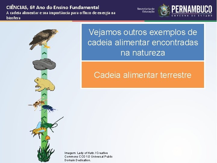 CIÊNCIAS, 6º Ano do Ensino Fundamental A cadeia alimentar e sua importância para o