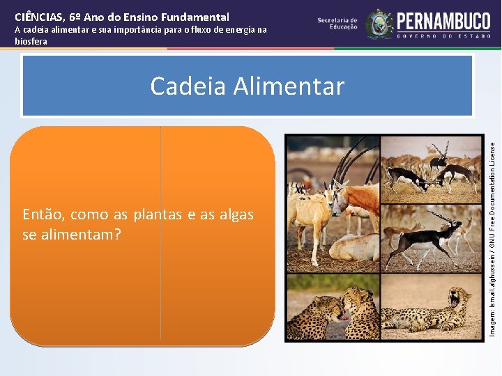 CIÊNCIAS, 6º Ano do Ensino Fundamental A cadeia alimentar e sua importância para o