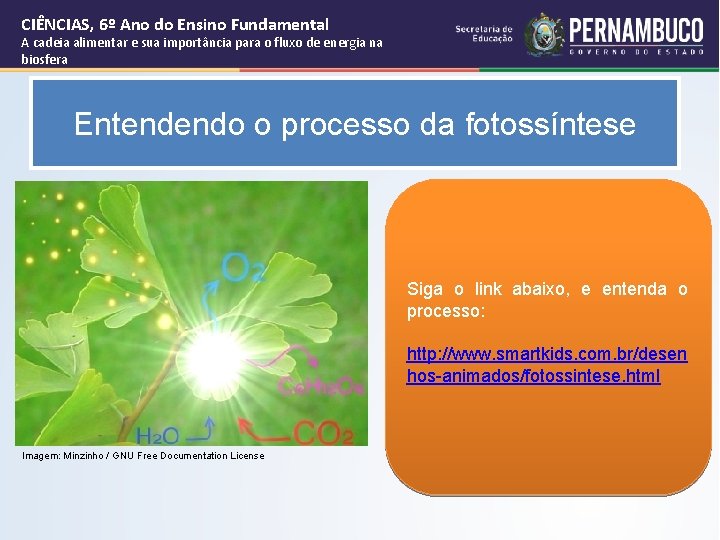 CIÊNCIAS, 6º Ano do Ensino Fundamental A cadeia alimentar e sua importância para o