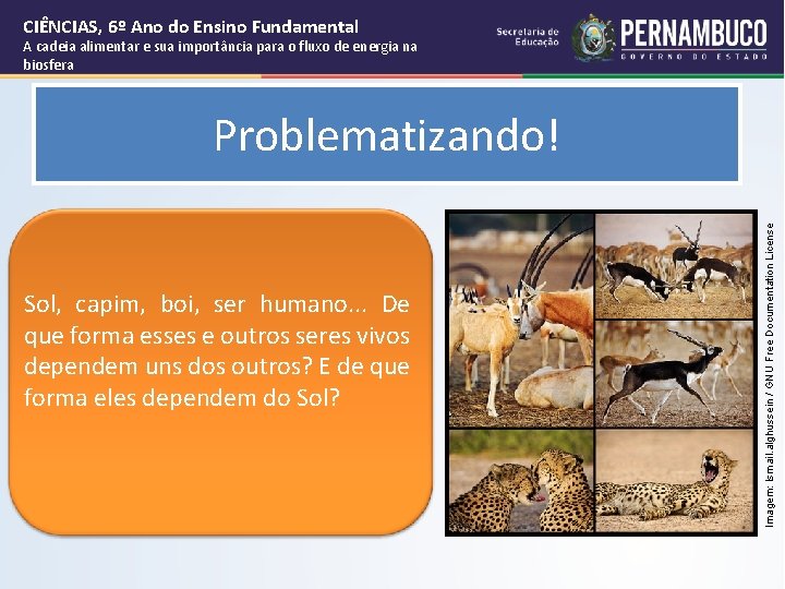 CIÊNCIAS, 6º Ano do Ensino Fundamental A cadeia alimentar e sua importância para o