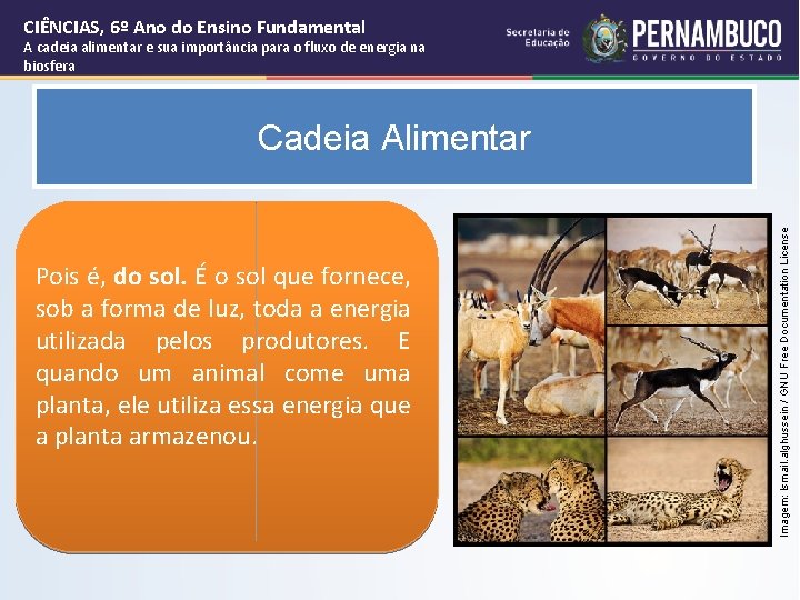 CIÊNCIAS, 6º Ano do Ensino Fundamental A cadeia alimentar e sua importância para o