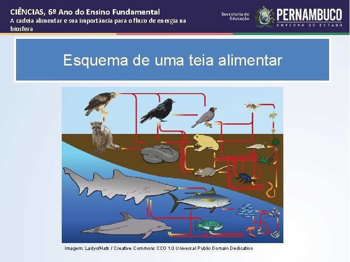 CIÊNCIAS, 6º Ano do Ensino Fundamental A cadeia alimentar e sua importância para o