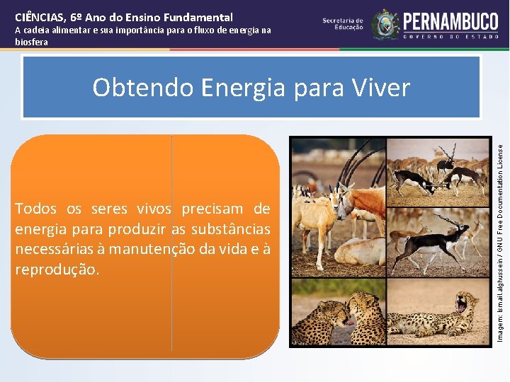 CIÊNCIAS, 6º Ano do Ensino Fundamental A cadeia alimentar e sua importância para o