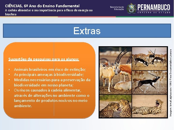 CIÊNCIAS, 6º Ano do Ensino Fundamental A cadeia alimentar e sua importância para o