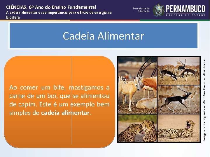 CIÊNCIAS, 6º Ano do Ensino Fundamental A cadeia alimentar e sua importância para o