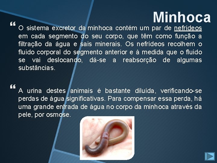 Minhoca O sistema excretor da minhoca contém um par de nefrídeos em cada segmento Minhoca O sistema excretor da minhoca contém um par de nefrídeos em cada segmento