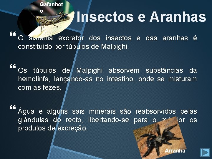 Gafanhot o Insectos e Aranhas O sistema excretor dos insectos e das aranhas é Gafanhot o Insectos e Aranhas O sistema excretor dos insectos e das aranhas é