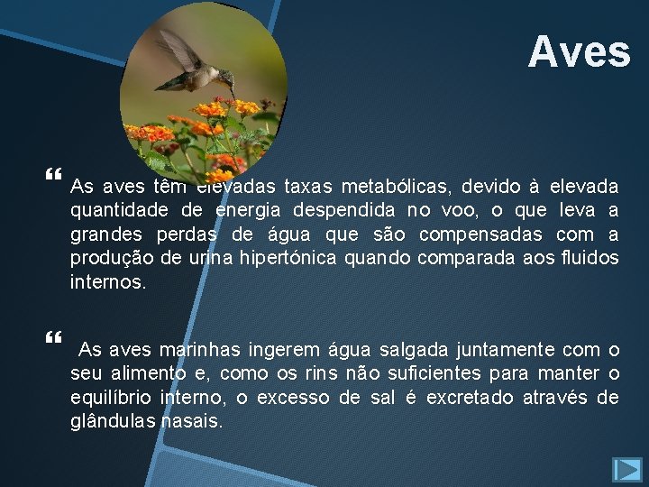 Aves As aves têm elevadas taxas metabólicas, devido à elevada quantidade de energia despendida Aves As aves têm elevadas taxas metabólicas, devido à elevada quantidade de energia despendida