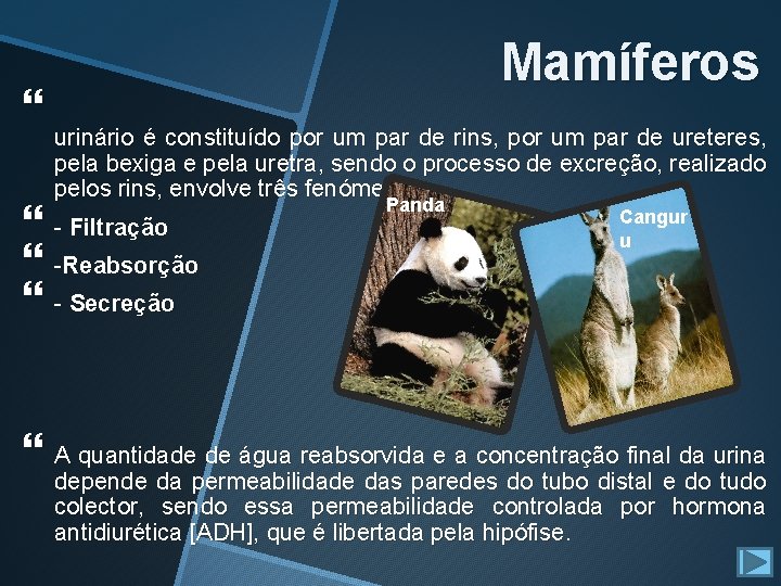 Mamíferos urinário é constituído por um par de rins, por um par de ureteres, Mamíferos urinário é constituído por um par de rins, por um par de ureteres,