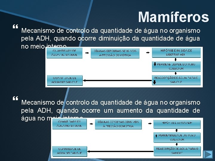 Mamíferos Mecanismo de controlo da quantidade de água no organismo pela ADH, quando ocorre Mamíferos Mecanismo de controlo da quantidade de água no organismo pela ADH, quando ocorre